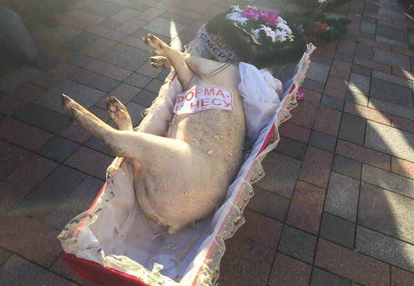 К зданию Верховной рады митингующие принесли гроб со свиньёй К зданию Верховной рады митингующие принесли гроб со свиньёй