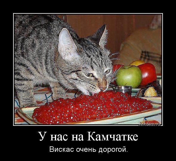 "Мыздобулы" в картинках. Смешных и не очень... 28-12-2015