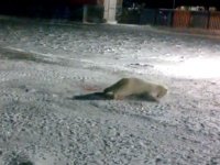 Про вброс белой медведицы