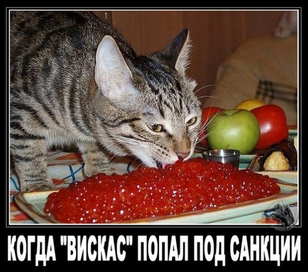 "Мыздобулы" в картинках. Смешных и не очень... 31-12-2015