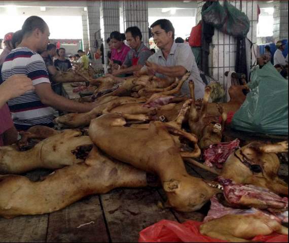 Ну, что россияне ёжиков всех доели? Укрофейкомёты вас теперь собачатиной накормят Ну, что россияне ёжиков всех доели? Укрофейкомёты вас теперь собачатиной накормят