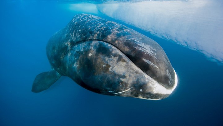 Археологи обнаружили место крупнейшей катастрофы в истории китобойного флота Археологи обнаружили место крупнейшей катастрофы в истории китобойного флота