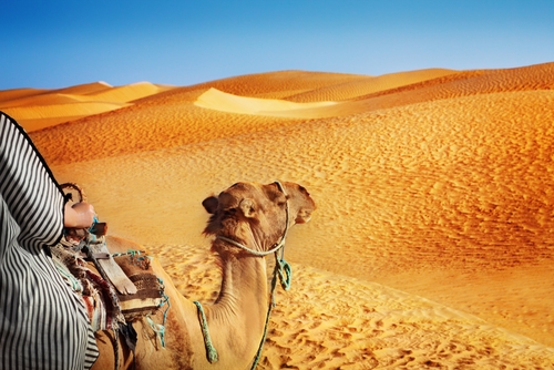 Верблюд важнее араба Верблюд важнее араба