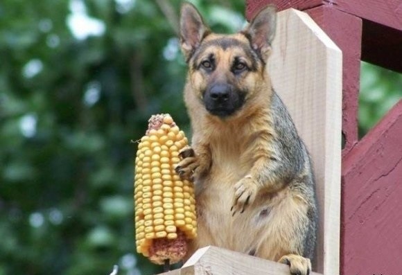 Элитный пушистый спецотряд Путина - часть вторая: Атака на Вашингтон Элитный пушистый спецотряд Путина - часть вторая: Атака на Вашингтон