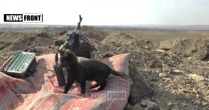 Луганск-город котов Луганск-город котов
