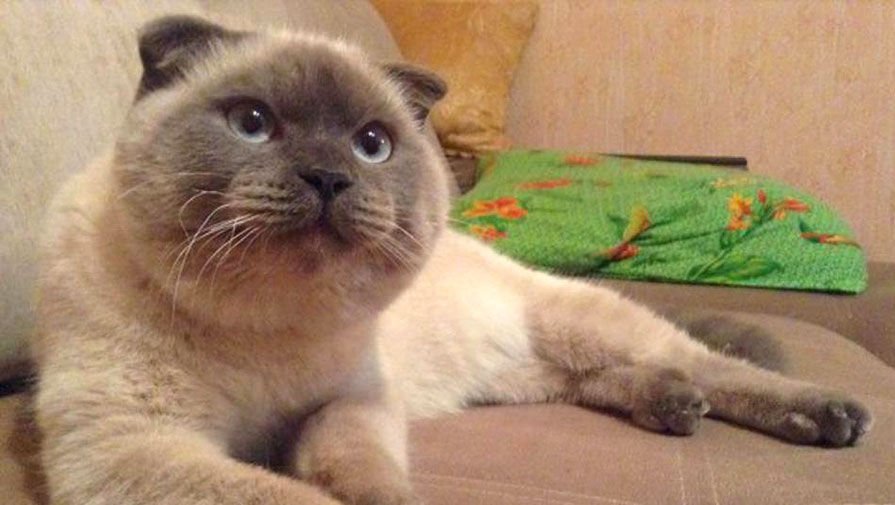 Кот уполномочен заявить Кот уполномочен заявить