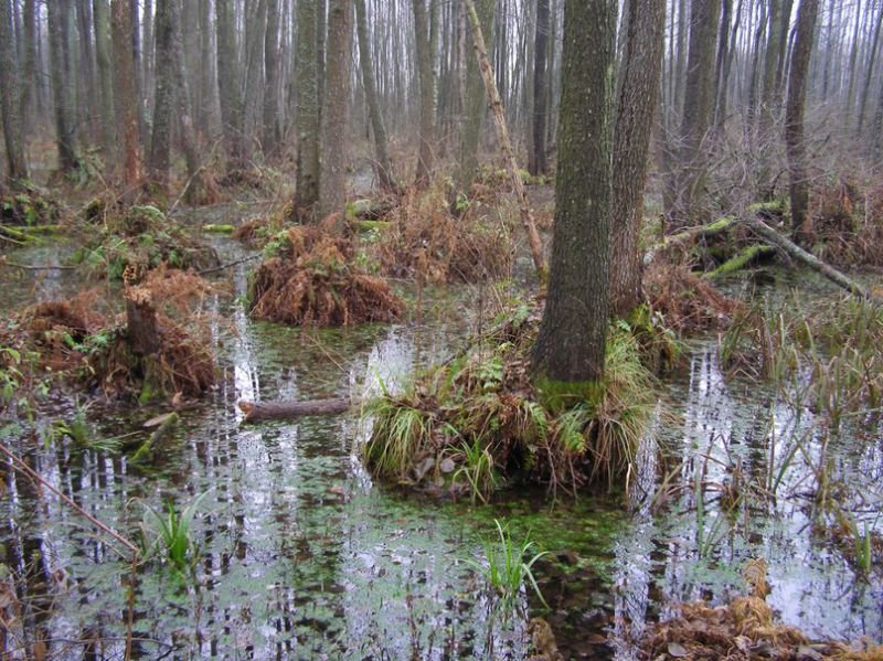 Шла б ты лесом, Украина! Шла б ты лесом, Украина!