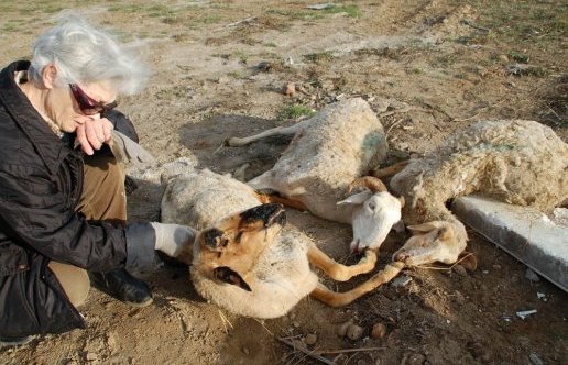 Теперь пришла очередь животных: Акты зоофилии с элементами садизма во Франции Теперь пришла очередь животных: Акты зоофилии с элементами садизма во Франции