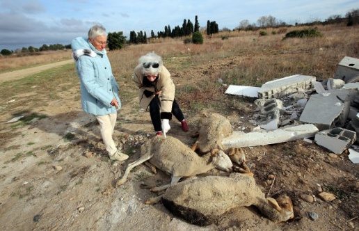 Теперь пришла очередь животных: Акты зоофилии с элементами садизма во Франции Теперь пришла очередь животных: Акты зоофилии с элементами садизма во Франции