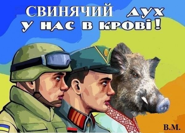 ВСУ воруют свиней под предлогом борьбы со свиным гриппом ВСУ воруют свиней под предлогом борьбы со свиным гриппом