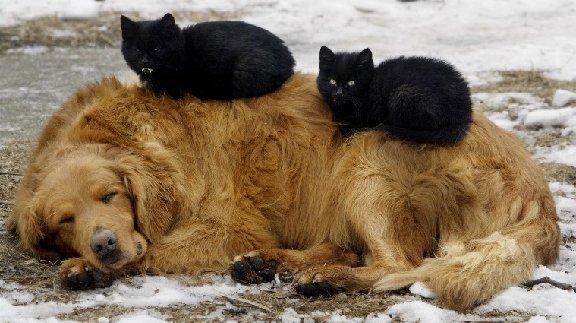 Как кошка с собакой или братья наши меньшие Как кошка с собакой или братья наши меньшие