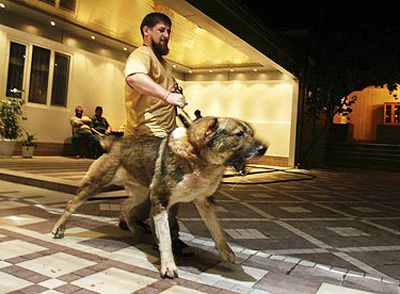 Новый удар по Кадырову Новый удар по Кадырову