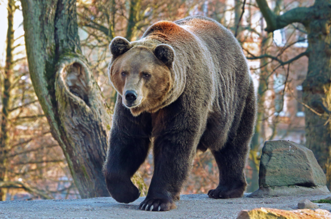 Русский «Выживший» рассказал, как выстоял в схватке с медведем Русский «Выживший» рассказал, как выстоял в схватке с медведем