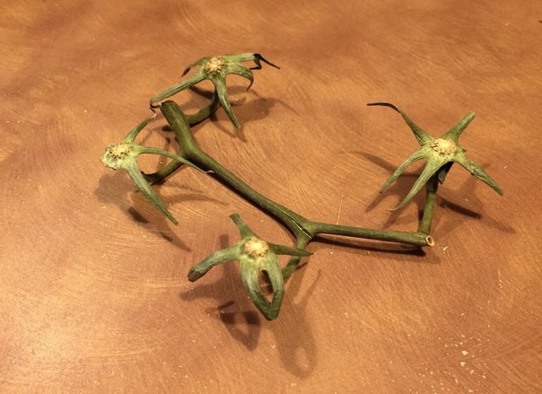 Ветку от томатов на Ebay выдали за органический беспилотник Ветку от томатов на Ebay выдали за органический беспилотник