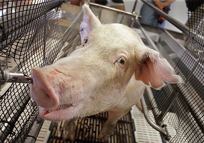 ТАСС. Специальный проект: Заразен и очень опасен