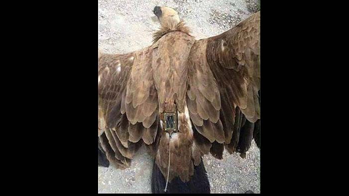 Хезболла сбила замаскированный израильский беспилотник над Ливаном Хезболла сбила замаскированный израильский беспилотник над Ливаном