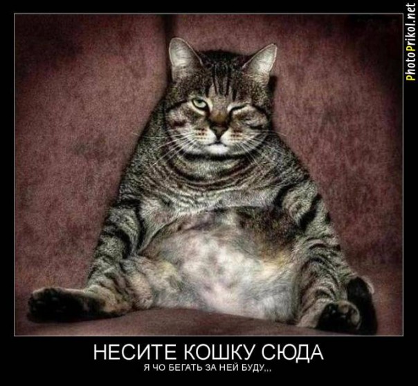 Демотиватры. Весёлые и не очень.