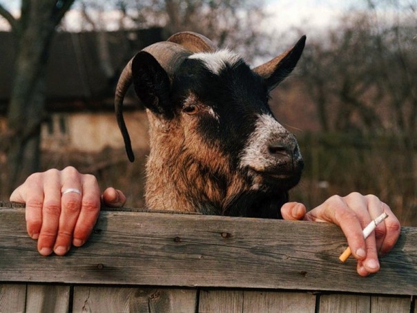 Абсурдные новости. 29 января 2016 года. Алексей Зотьев Абсурдные новости. 29 января 2016 года. Алексей Зотьев