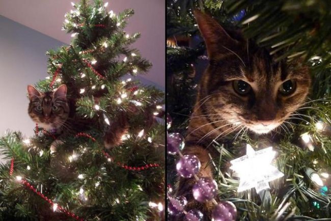 Поздравительные (и не очень) новогодние ёлочки с котегами :))