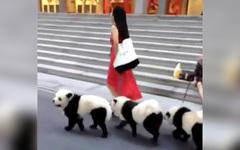 Жительница Сингапура превратила своих чау-чау в панд Жительница Сингапура превратила своих чау-чау в панд