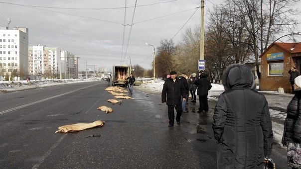 Сало уронили!!! Салопад в Харькове: водитель грузовика растерял по дороге туши мертвых свиней Сало уронили!!! Салопад в Харькове: водитель грузовика растерял по дороге туши мертвых свиней