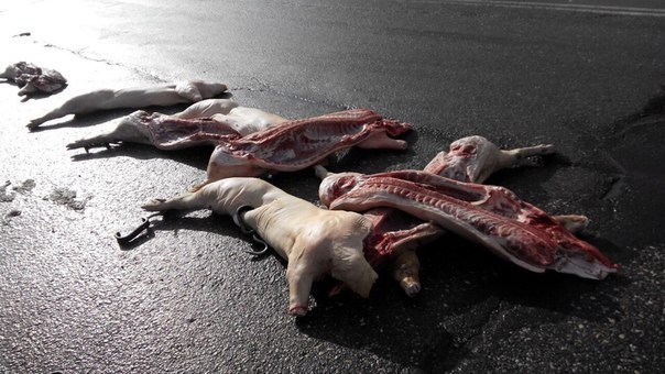 Сало уронили!!! Салопад в Харькове: водитель грузовика растерял по дороге туши мертвых свиней Сало уронили!!! Салопад в Харькове: водитель грузовика растерял по дороге туши мертвых свиней