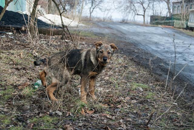 Зайцево. Февраль 2016