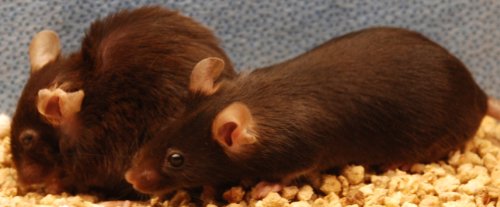 Новая подборка новостей мира науки и техники 10-02-2016 Новая подборка новостей мира науки и техники 10-02-2016