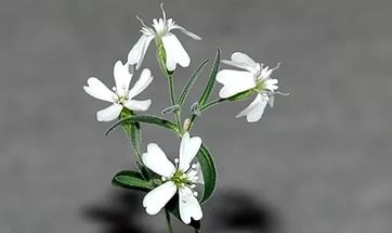 Редкие факты о России [правило Запада – хочешь победить Врага, воспитай его «детей»]