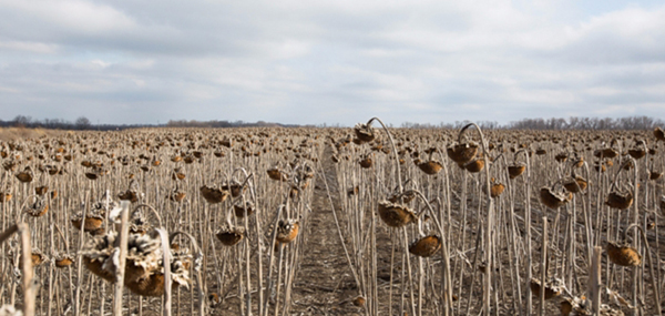 Проект Украина прекращает существование Проект Украина прекращает существование