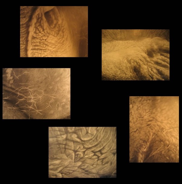 18+ Добро пожаловать в Европу. Выставка мошонок 18+ Добро пожаловать в Европу. Выставка мошонок