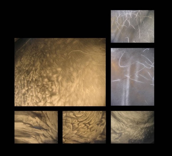 18+ Добро пожаловать в Европу. Выставка мошонок 18+ Добро пожаловать в Европу. Выставка мошонок