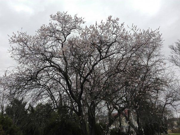 Весна пришла! Весна пришла!