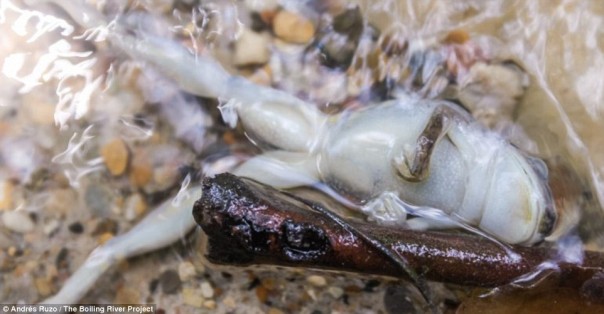 В амазонских джунглях найдена река, в которой можно свариться заживо В амазонских джунглях найдена река, в которой можно свариться заживо