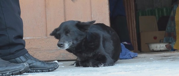 Двумя лапами за жизнь: необычная дворняга из Ясиноватой Двумя лапами за жизнь: необычная дворняга из Ясиноватой