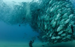 Эффект роя, ноосфера, КБС