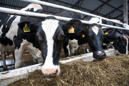 Животноводам выделили 30 миллиардов рублей из федерального бюджета Животноводам выделили 30 миллиардов рублей из федерального бюджета