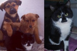 В Анапе кот кормил брошенных щенков мышами