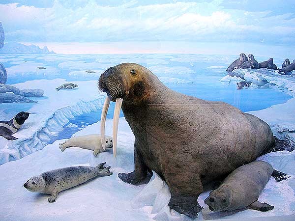 Про молодёжный форум «Арктика. Сделано в России» Про молодёжный форум «Арктика. Сделано в России»