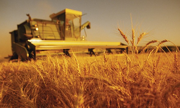 Зерновые на экспорт: Россия сегодня и завтра