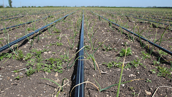 Продажа земли, или Как Украину в очередной раз ограбят