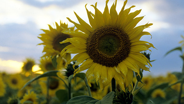 Продажа земли, или Как Украину в очередной раз ограбят