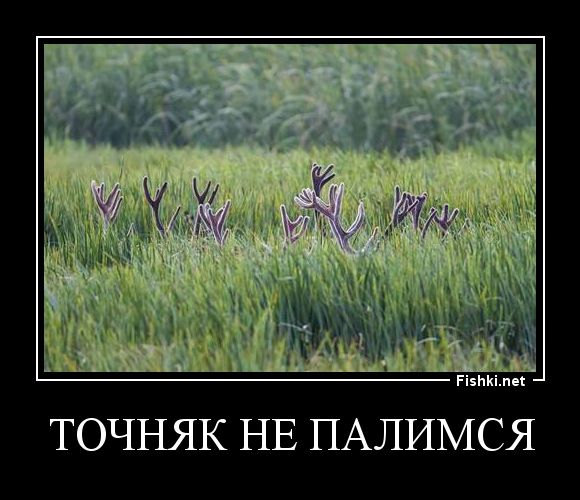 Сирийский магнит Сирийский магнит