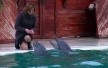 Поклонская рассказала, как дельфины спасли ее от депрессии Поклонская рассказала, как дельфины спасли ее от депрессии