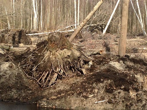 Янтарный апокалипсис. А Полесье? Да кому оно нужно