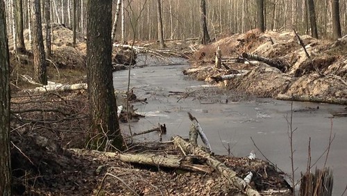 Янтарный апокалипсис. А Полесье? Да кому оно нужно