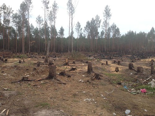 Янтарный апокалипсис. А Полесье? Да кому оно нужно