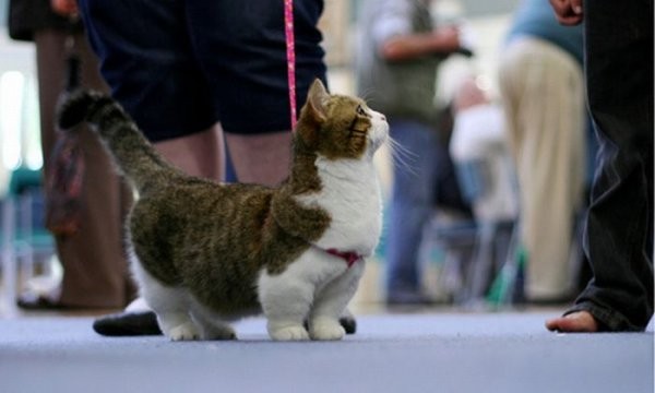 Русские боевые коты (Юмор) Русские боевые коты (Юмор)