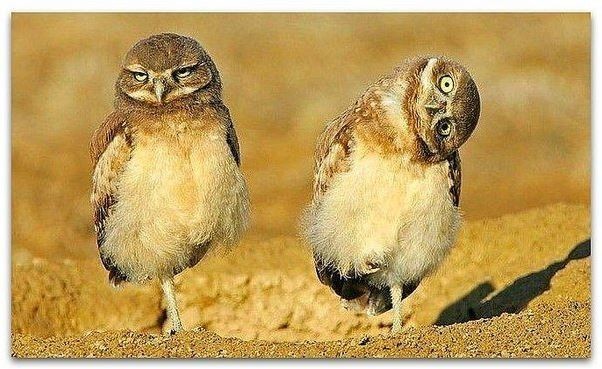 Евродепутаты поедут воочию убедиться, что #КРЫМНАШ Евродепутаты поедут воочию убедиться, что #КРЫМНАШ