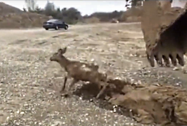 Спасение оленёнка экскаватором